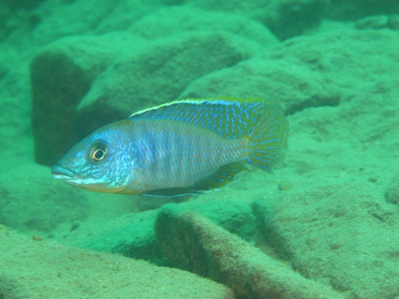 Mylochromis sp. 'lateristriga makanjila' Chiofu Bay